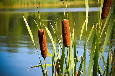 Common Cattail  Typha latifolia