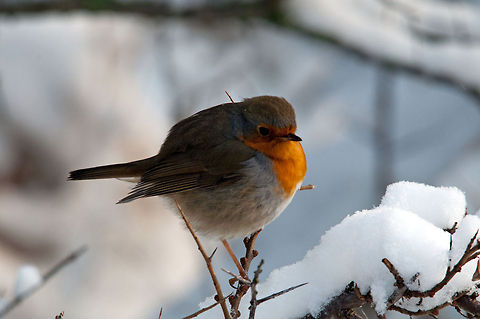 european robin A european robin in the snow. Photo is taken in the kennemerduinen in the netherlands Erithacus rubecula,European Robin,Geotagged,The Netherlands