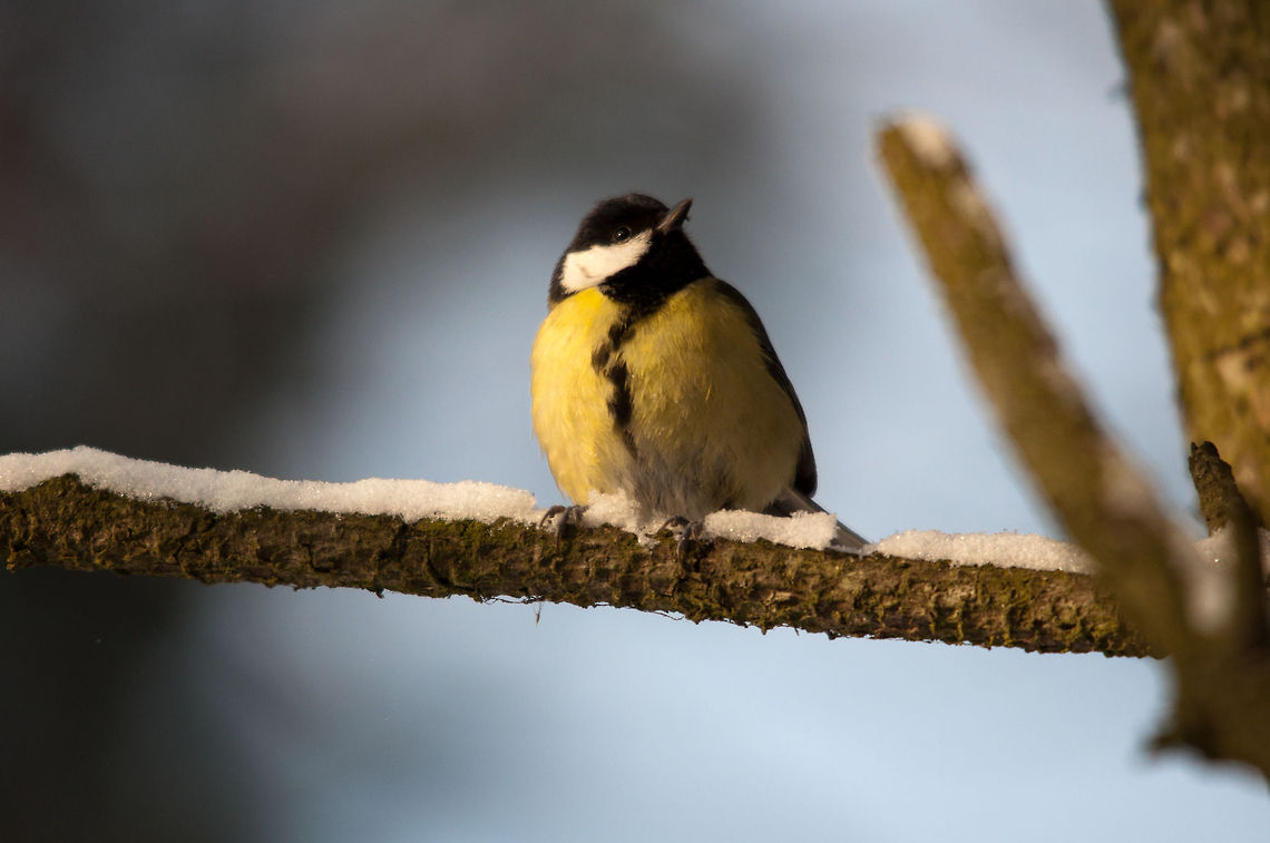 great tit A (i beleve a female) great tit on a snowy branch. Photo is taken in the kennemerduinen in the Netherlands Great Tit,Parus major