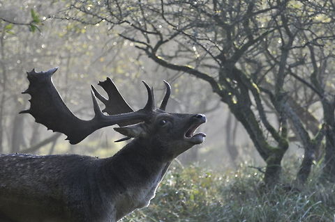 A male Deer  Large male adult deer calling out for mating season. Dama dama,Deer,Fallow Deer,Mammals