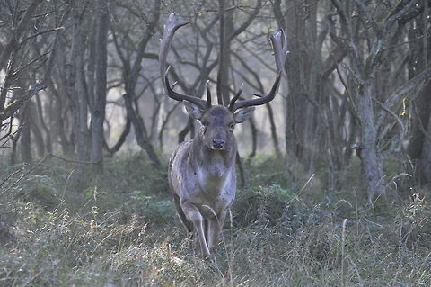 Another deer (front view) Front view of an adult male deer in a forest in the Netherlands. Dama dama,Deer,Fallow Deer,Mammals