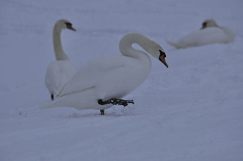 Swans in the snow Three swans navigate a winter landscape. Aves,Birds,Cygnus olor,Mute Swan,Swan,snow