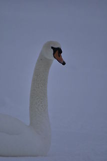 Swan portrait Portrait of a white Swan in a snow setting. Aves,Birds,Cygnus olor,Mute Swan,Swan,snow