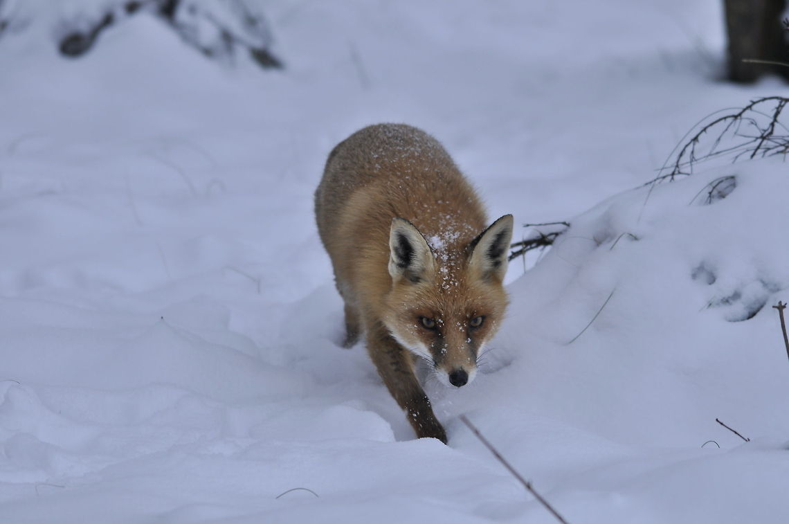 Fox sneaking in the snow A fox on a hunt in the snow, sneaking carefully to avoid the sound of footsteps. Fox,Red Fox,Vulpes vulpes,snow