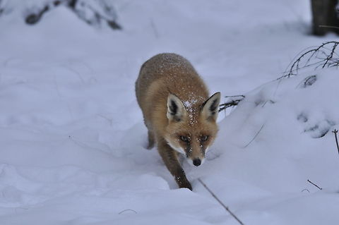 Fox sneaking in the snow A fox on a hunt in the snow, sneaking carefully to avoid the sound of footsteps. Fox,Red Fox,Vulpes vulpes,snow