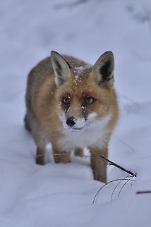 Fox in the snow A fox looks up from his hunting trip through the snow. Canidae,Carnivora,Fox,Red Fox,Vulpes vulpes,snow