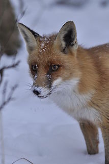 Fox closeup A hungry fox walks the snow land. Canidae,Carnivora,Closeup,Fox,Red Fox,Vulpes vulpes,snow