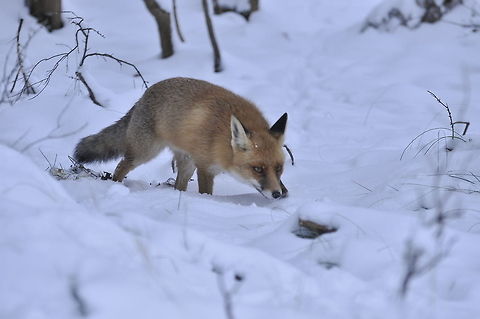 Fox sneaking in the snow 2 A hungry fox sniffs the ground covered by snow in search of food. Canidae,Carnivora,Fox,Red Fox,Snow,Vulpes vulpes