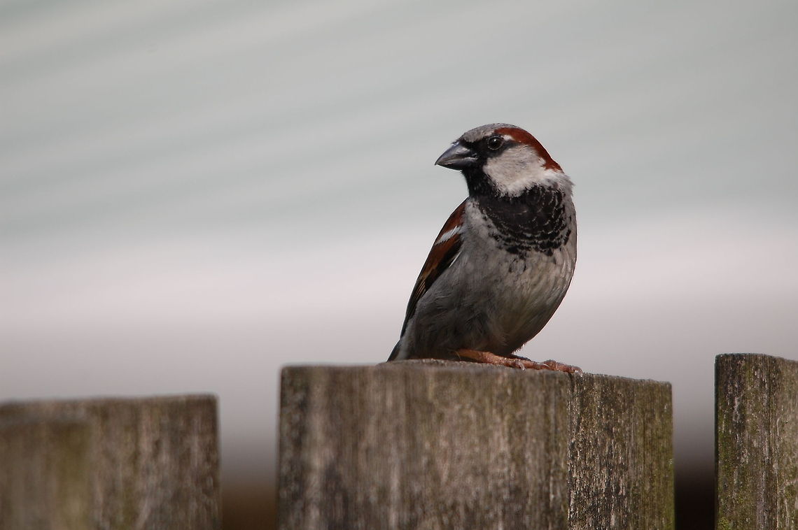 A little sparrow in my garden Closeup shot of a sparrow in a garden. Birds,House Sparrow,Passer domesticus,Sparrow