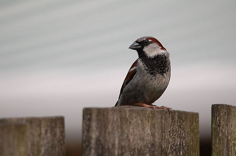 A little sparrow in my garden Closeup shot of a sparrow in a garden. Birds,House Sparrow,Passer domesticus,Sparrow