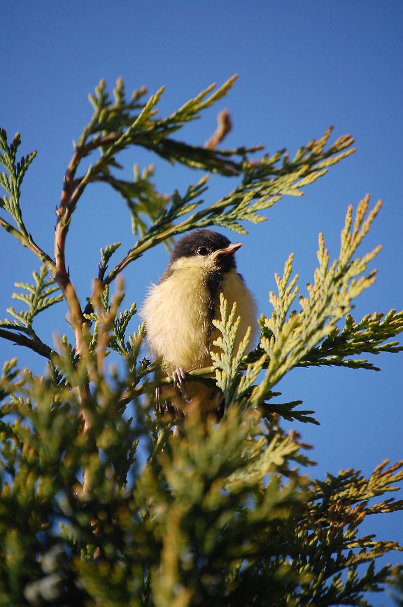 Great Tit Great Tit hiding in the trees. Birds,Great Tit,Parus major
