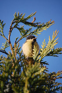 Great Tit Great Tit hiding in the trees. Birds,Great Tit,Parus major