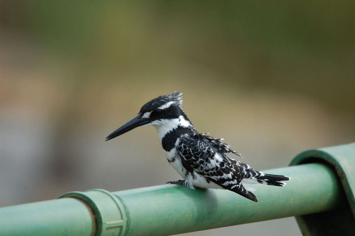 Pied kingfisher A black and white feathered kingfisher on a man-made pipe in South Africa. Birds,Ceryle Rudis,Ceryle rudis,Kingfisher,Pied Kingfisher