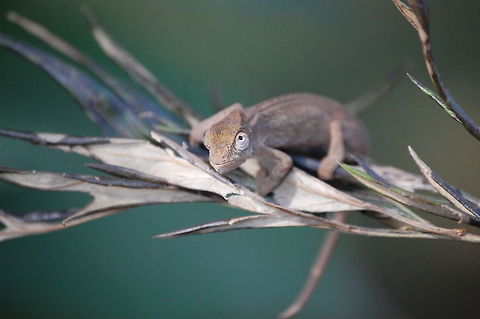 Chameleon blends into environment A small chameleon blends into its environment whilst rolling its eyes to scout for danger. Camouflage,Chameleon,Reptiles