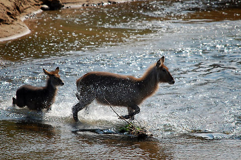Female and young Waterbuck A mother and young waterbuck run through the waters of a river to meet the dominant male in South Africa. Kobus ellipsiprymnus,South Africa,Waterbuck