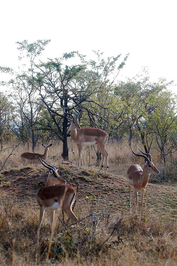 impala's @ south africa Impalas hanging out at Kruger National Park, South Africa. Aepyceros melampus,Impala,South Africa
