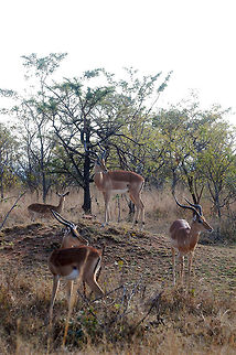 impala's @ south africa Impalas hanging out at Kruger National Park, South Africa. Aepyceros melampus,Impala,South Africa
