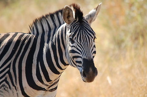 Zebra @ South Africa Wonderful front view of a Zebra in South Africa. Camouflage,Equus quagga,Mammalia,Plains Zebra,South Africa,Zebra
