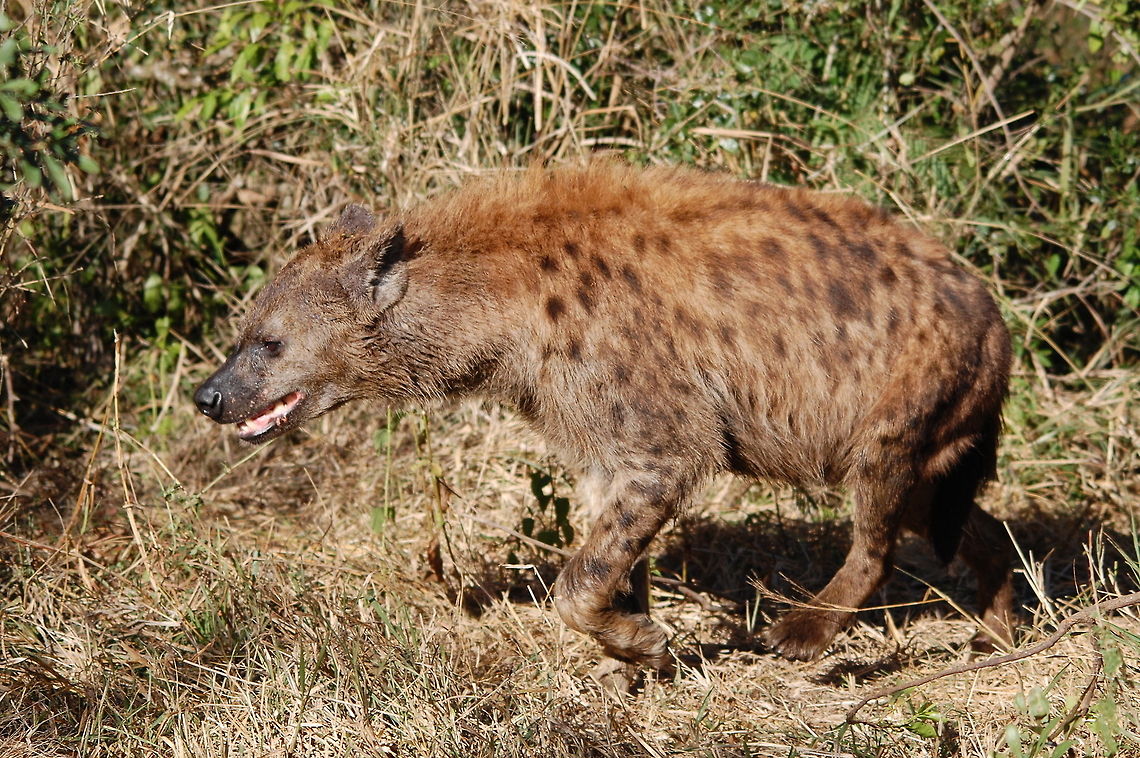 Spotted Hyena in South Africa A rare sighting of a hyena in South Africa. Crocuta crocuta,Hyena,Spotted Hyena