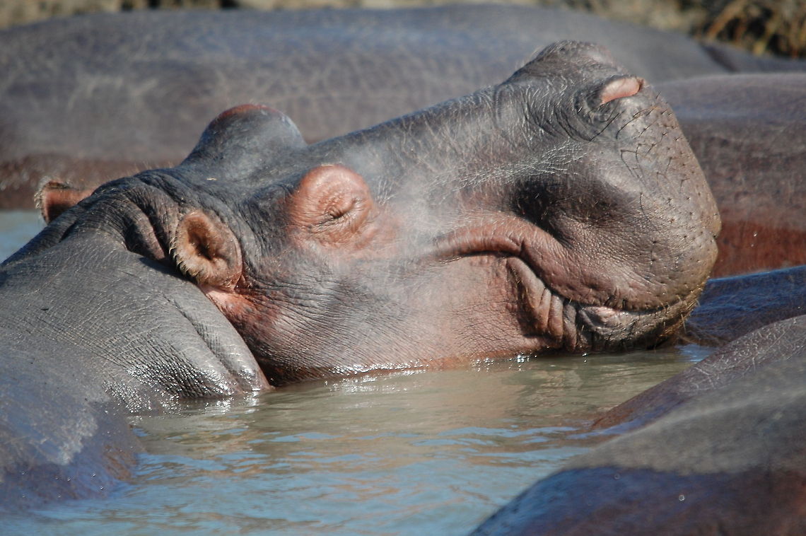 Smiling hippopotamus A hippo enjoying a sunny wet day amongst his large family in South Africa.  Hippo,Hippopotamus,Hippopotamus amphibius,South Africa