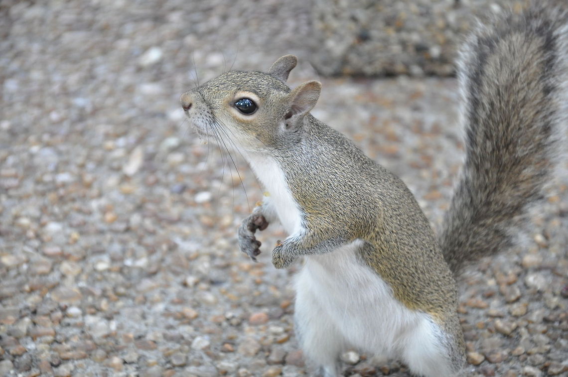 Gray Squirrel Curious squirrel stands up to have a look around in South Africa. Eastern gray squirrel,Sciurus carolinensis,Squirrel
