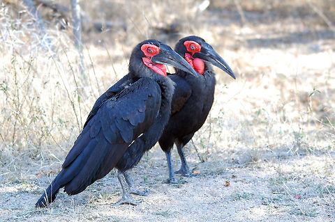 Southern Ground Hornbill A pair of Southern Ground Hornbills pose with their enormous beak and bright red faces. Birds,Bucorvus leadbeateri,Southern Ground Hornbill,Southern ground-hornbill