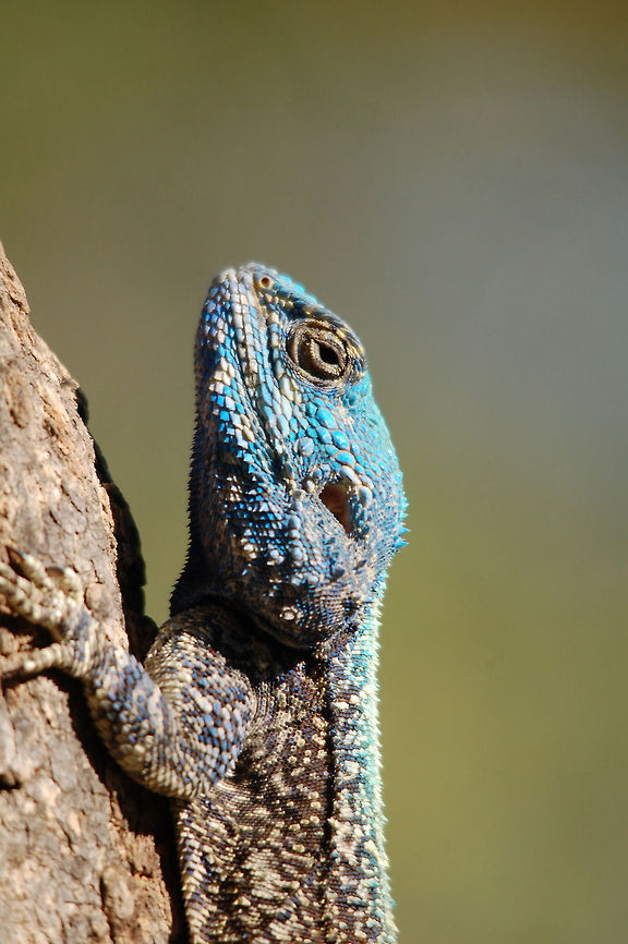 Cool blue lizard closeup Portrait view of a lizard with a beautiful blue head in South Africa. Closeup,Lizard,Reptiles,Squamata