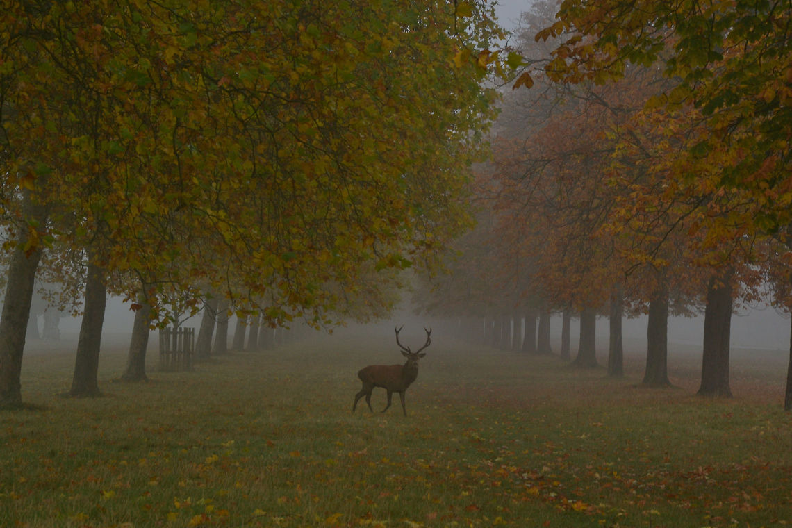 Windsor Great Park Not too sure about the exact type of deer... Cervus elaphus,Geotagged,Red deer,United Kingdom