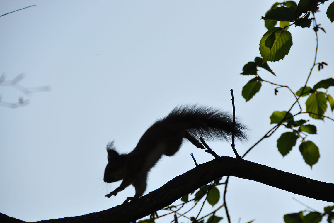 Jump  American red squirrel,France,Geotagged,Red Squirrel,Sciurus vulgaris,Tamiasciurus hudsonicus