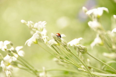 Lady  7-spot Ladybird,Coccinella septempunctata,France,Geotagged,Ladybird,Ladybug
