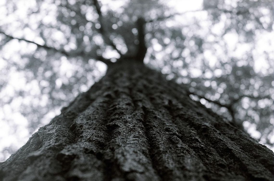 Looking Up A great big tree found in a graveyard.