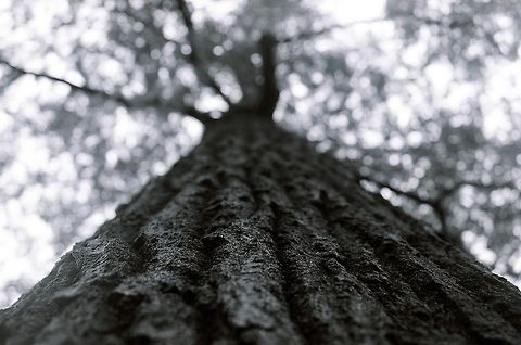 Looking Up A great big tree found in a graveyard.