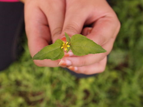 nature flower :) Field Flowers