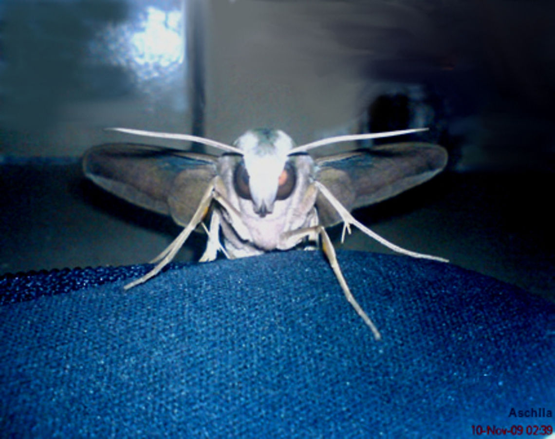 borboleta azul - blue butterfly Morpho peleides Kollar (Lepidoptera: Nymphalidae) Brazil,Geotagged