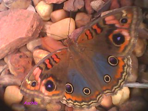 Junonia evarete - Olho-de-pavão-diurno differentiation: The only way to differentiate Junonia evarete from Junonia genoveva is by observing the ventral portion of the antennae.  In J. evarete, the tip of the antennas varies between light gray and dark gray, and is uniform with the rest of the antenna.  In J. genoveva  the ventral surface of the tip of the antennae is dark, brown or black, and contrasts with the lighter color of the rest of the antenna.
[from: Wikipedia] Brazil,Geotagged,Junonia evarete,West Indian buckeye