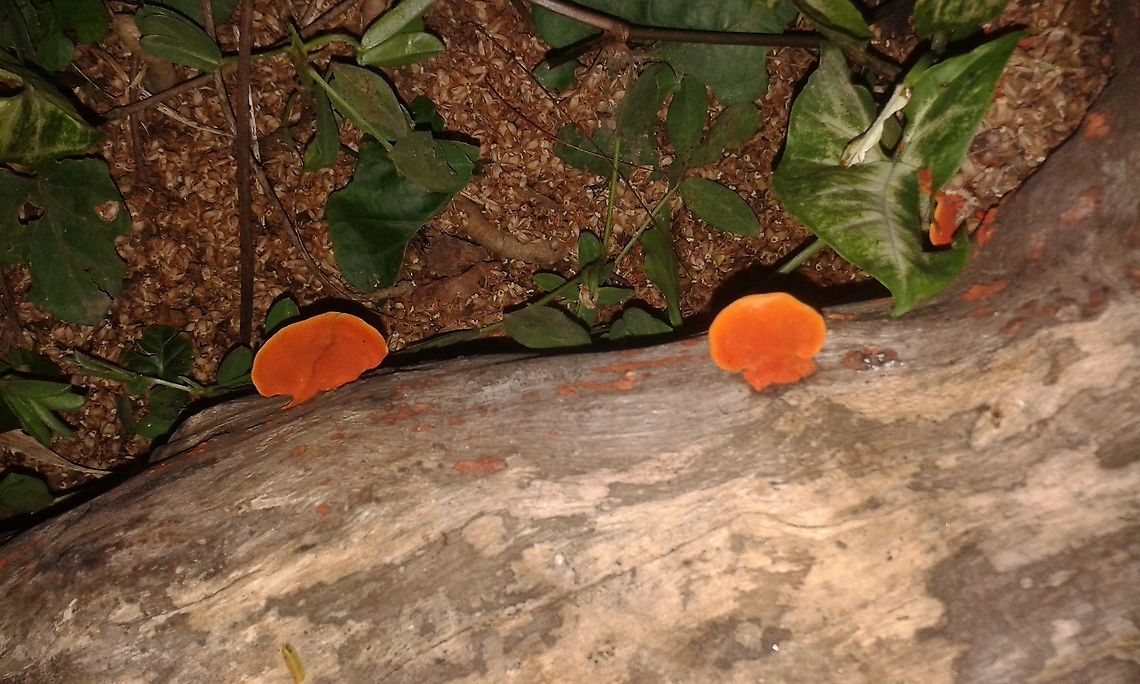 Pycnoporus sanguineus A Fungi also known as Urup&ecirc; (the original name) and Orelha de pau (Wooden ear), that has medicinal use among aboriginal peoples from Australia wich have used it for curing mouth sores, ulcers, and teething of infants. In South America, Ind&iacute;genous peoples use it as ear medicine too. The industry also uses it because of the enzymes that they produce. Their occurrence is an important indicator of the health of the existing flora as they appear in the process of decomposing trunks.<br />
&quot;This fungi is very similar to P. cinnabarinus but this one is from warmer regions. To distinguish between P. sanguineus and P. cinnabarinus there are some differences to note:<br />
 P. sanguineus contains darker red pigments that don&#039;t easily fade. Several collected specimens of P. cinnabarinus show pale orange pigmentation in areas with direct sunlight. P. cinnabarinus contains larger pores per mm (2-4) than P. sanguineus (with 4-6 pores per mm.).<br />
[from Wikipedia] Brazil,Cinnabar Bracket,Geotagged,Pycnoporus sanguineus,Spring