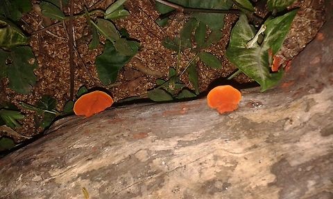 Pycnoporus sanguineus A Fungi also known as Urup&ecirc; (the original name) and Orelha de pau (Wooden ear), that has medicinal use among aboriginal peoples from Australia wich have used it for curing mouth sores, ulcers, and teething of infants. In South America, Ind&iacute;genous peoples use it as ear medicine too. The industry also uses it because of the enzymes that they produce. Their occurrence is an important indicator of the health of the existing flora as they appear in the process of decomposing trunks.
"This fungi is very similar to P. cinnabarinus but this one is from warmer regions. To distinguish between P. sanguineus and P. cinnabarinus there are some differences to note:
 P. sanguineus contains darker red pigments that don't easily fade. Several collected specimens of P. cinnabarinus show pale orange pigmentation in areas with direct sunlight. P. cinnabarinus contains larger pores per mm (2-4) than P. sanguineus (with 4-6 pores per mm.).
[from Wikipedia] Brazil,Cinnabar Bracket,Geotagged,Pycnoporus sanguineus,Spring