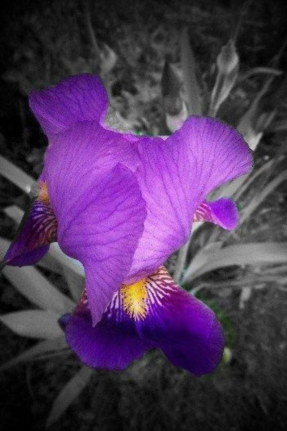 Iris germanica  Geotagged,Iris germanica,United States