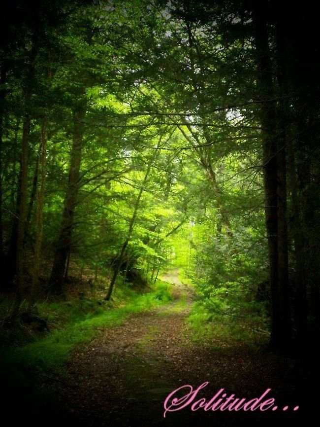 Beneath the trees  forest