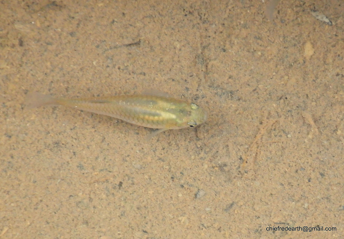 Actinopterygii Actinopterygii was observed from a small stream in Vazhayila Thiruvananthapuram. Actinopterygii,Fall,Geotagged,India