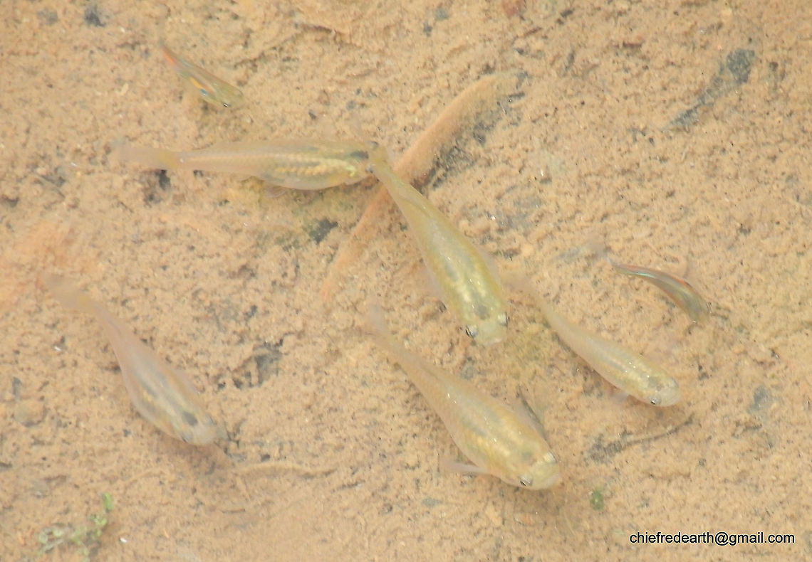 Actinopterygii Actinopterygii was observed from a small stream in Vazhayila Thiruvananthapuram. Fall,Geotagged,India