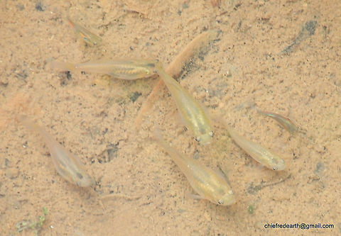Actinopterygii Actinopterygii was observed from a small stream in Vazhayila Thiruvananthapuram. Fall,Geotagged,India
