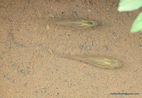 1-DSCN5650 Actinopterygii was observed from a small stream in Vazhayila Thiruvananthapuram. Fall,Geotagged,India