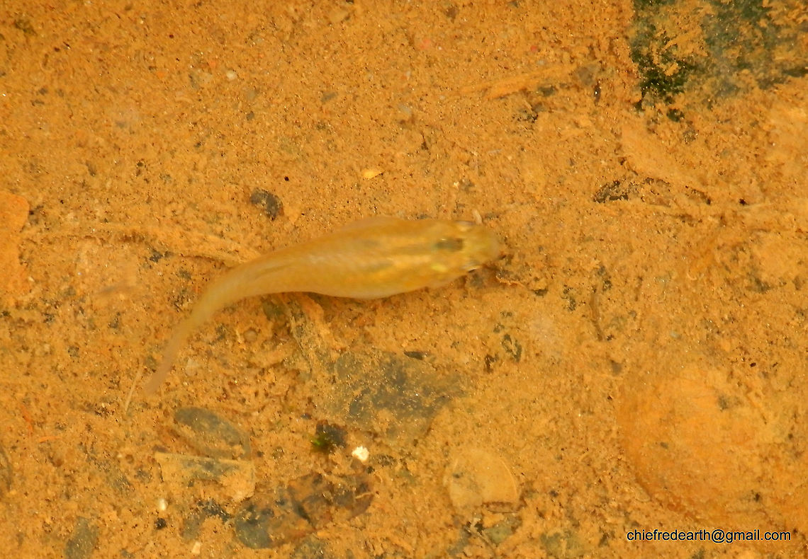 1-DSCN5645 Actinopterygii was observed from a small stream in Vazhayila Thiruvananthapuram. Fall,Geotagged,India