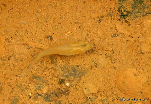 1-DSCN5645 Actinopterygii was observed from a small stream in Vazhayila Thiruvananthapuram. Fall,Geotagged,India