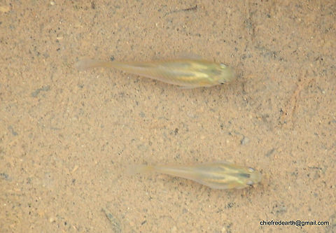 1-DSCN5647 Actinopterygii was observed from a small stream in Vazhayila Thiruvananthapuram. Fall,Geotagged,India