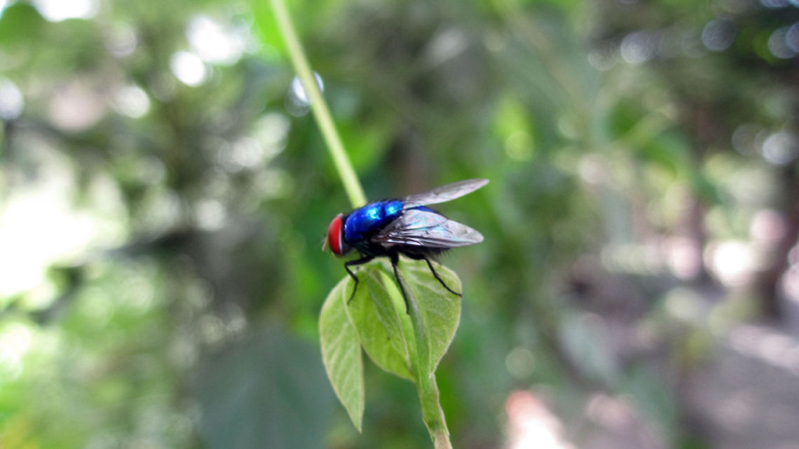 flybaby this is a philppines fly taken from a friends garden.