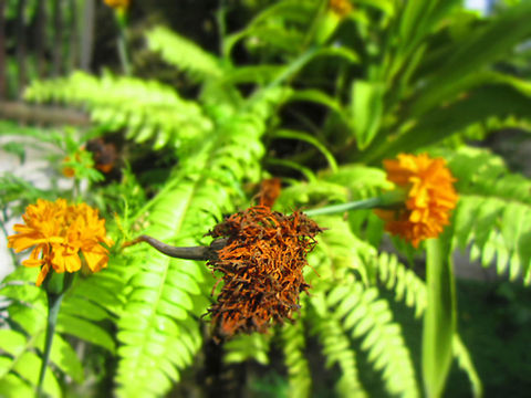 Tagetes my aunt's flower