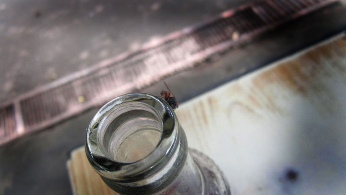 Picture_093 i was drinking a soda and this thing showed up and wanted to drink with me :)