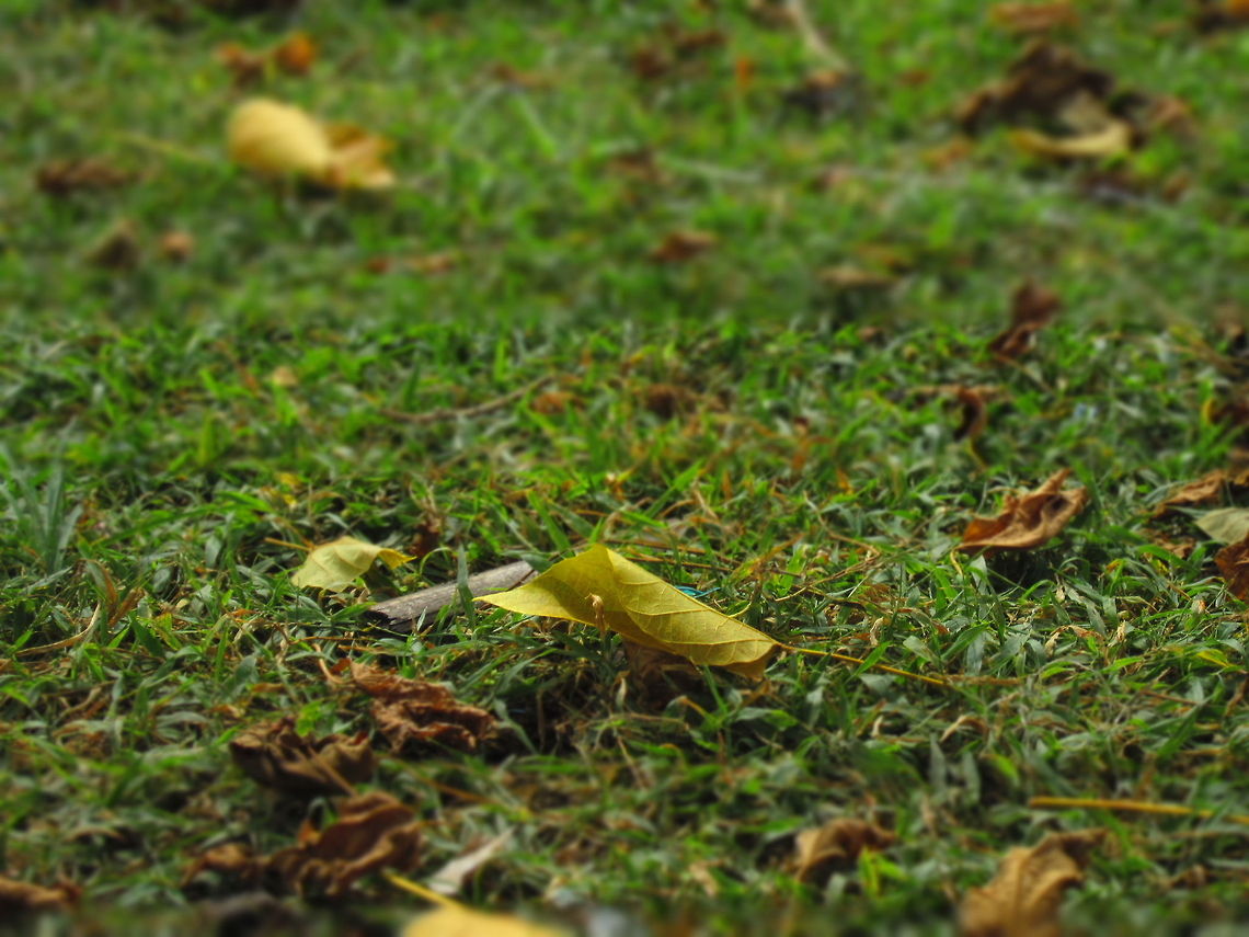 Picture_133 at park near in my town grass